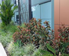 tropical landscape design commercial 6