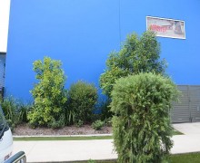 Using native plants in a commercial landscape cairns