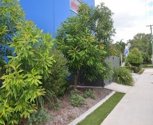 Cairns commercial landscape design project_1