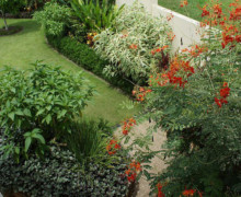 Gordonvale landscape design 1