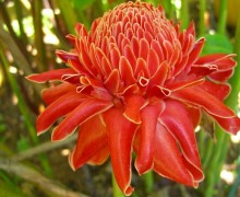 red torch ginger