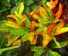 Crotons in port douglas garden design